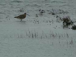 Curlew at Thorney