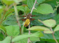 Broad-bodied Chaser at Pulborough Brooks