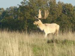 Rutting stag at petworth Park