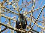 Starling