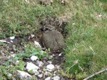 Lapwing chick