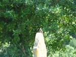 Spotted Flycatcher