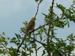 Yellowhammer