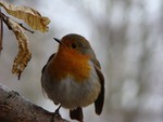 Robin at Burton Mill Pond