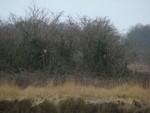 Short-eared Owls. Thorney