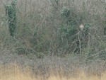 Short-eared Owl