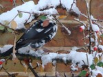 Semi-albino Blackbird