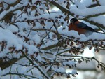 Bullfinch