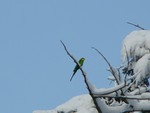 Superb parrot in Tilgate park