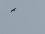 Red Kite