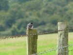 Swallow