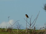 Stonechat