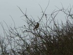 Redwing