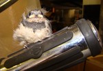 Harley the swallow chick