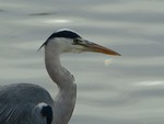 Grey heron