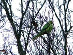 Ring necked parakeet