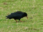 Chough on IOM