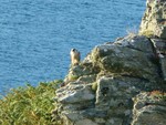 Peregrine - IOM