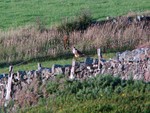 Peregrine - IOM
