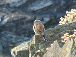 Redpoll