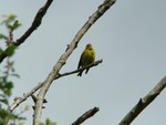 Greenfinch