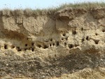 Sand Martin colony & chicks - IOM
