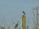 Stonechat