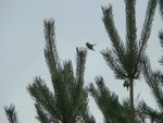 Goldcrests