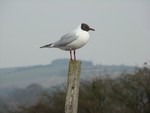 Black-headed Gull