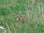 Goldfinch