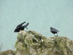 Jackdaws. Beachy Head