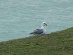 Fulmar. Seven Sisters