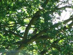 Little owl near Ifieldwood