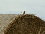 Wheatear