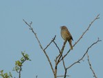 Dunnock