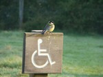 Great Tit