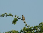 Nightingale