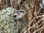 Long-tailed Tit