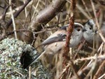 Long-tailed Tit