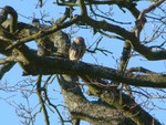 Little Owl. Burton Park