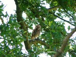 Little Owl, near Lamb's Green