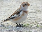 Snow Bunting