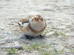 Snow Bunting