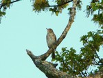 Song Thrush
