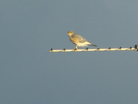 Highlight for Album: Birds
