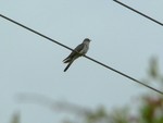 Cuckoo. Thorney Island, May 2011.