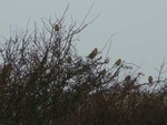 Corn Buntings