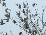 Waxwings. Southgate shops, Crawley