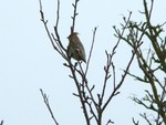 Waxwing
