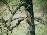 Green woodpecker